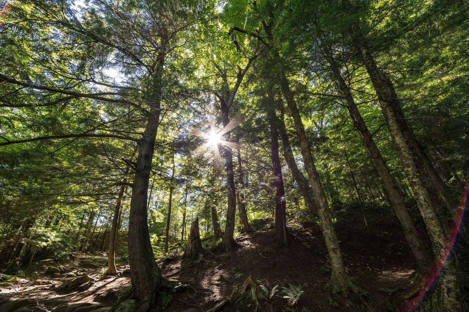Vitamin D3 Supplement or UVB Light Exposure